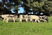27 super Belgian Blue Heifers for sale