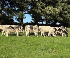 27 super Belgian Blue Heifers for sale