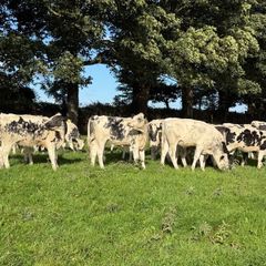 27 super Belgian Blue Heifers for sale