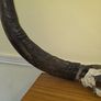 African Water Buffalo Horns Image 10
