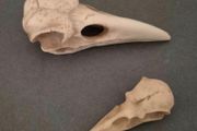 1/1  resin copy of a raven and a crow skull.