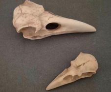 1/1  resin copy of a raven and a crow skull.