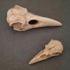 1/1  resin copy of a raven and a crow skull.