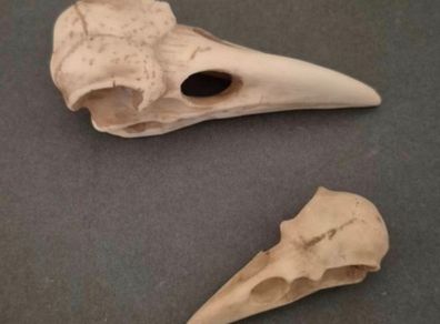 1/1  resin copy of a raven and a crow skull.