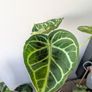 Anthurium Crystallinum Plant Image 3