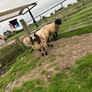 Ram lambs Image 5