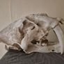 1/1 resin copy of a saber tooth cat skull. Image 7