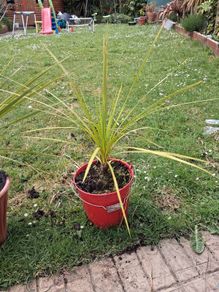 Cordyline Australis Palm tree