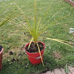 Cordyline Australis Palm tree