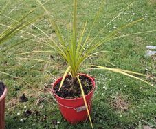 Cordyline Australis Palm tree