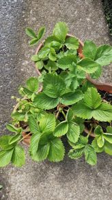 strawberries
