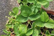 strawberries