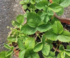 strawberries