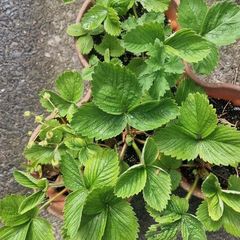 strawberries