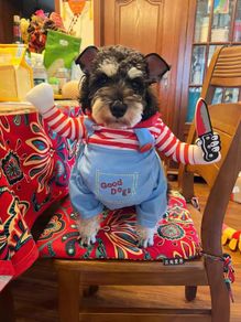 Pet Halloween Fun Killer Outfit
