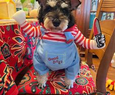 Pet Halloween Fun Killer Outfit