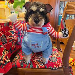 Pet Halloween Fun Killer Outfit