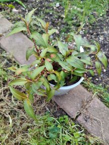 Vietnamese coriander