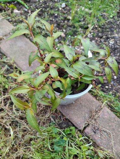 Vietnamese coriander