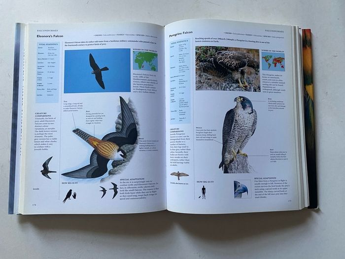 Birds (also published as Encyclopedia of Birds)