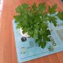 Bunches of flat leaf parsley Image 2
