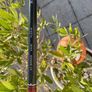 Titleist Vokey SM9 60 Wedge 08M Image 4