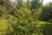 Mature Sweet Chestnut Tree  210cm Tall x 160cm Wide
