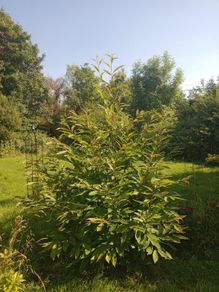 Mature Sweet Chestnut Tree  210cm Tall x 160cm Wide