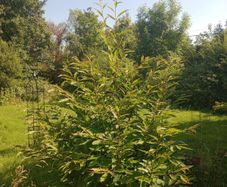 Mature Sweet Chestnut Tree  210cm Tall x 160cm Wide