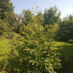Mature Sweet Chestnut Tree  210cm Tall x 160cm Wide