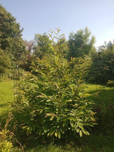Mature Sweet Chestnut Tree  210cm Tall x 160cm Wide