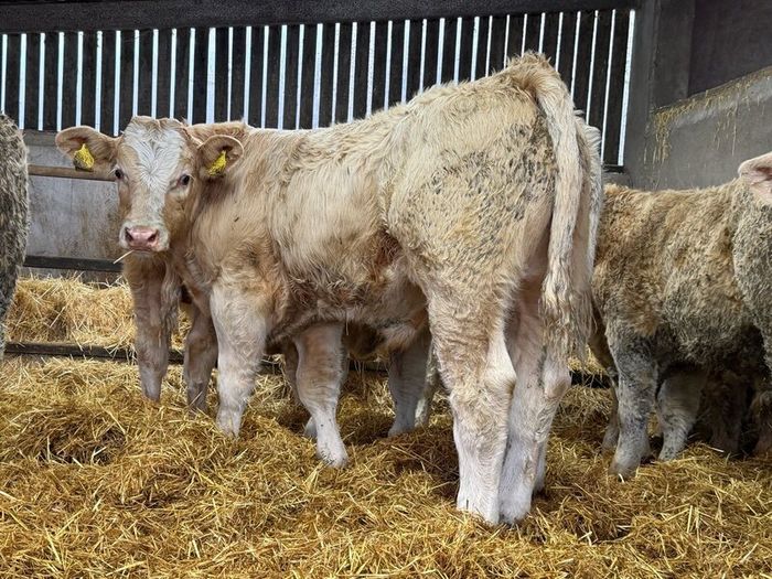 Charolais Bull Calves