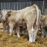 Charolais Bull Calves Image 4