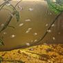 electric blue fish Image 5