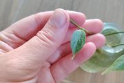 Hoya Coriacea Silver