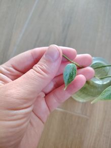 Hoya Coriacea Silver