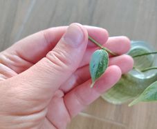 Hoya Coriacea Silver