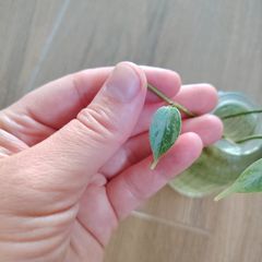 Hoya Coriacea Silver