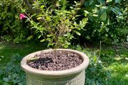 Potted Salvia Hot Lips