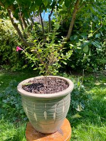 Potted Salvia Hot Lips