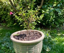 Potted Salvia Hot Lips