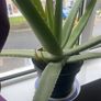 Aloe vera Image 2