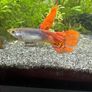 Guppies/Swordtails Image 7