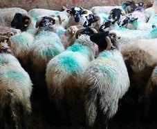 Sheep