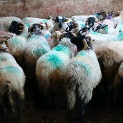 Sheep
