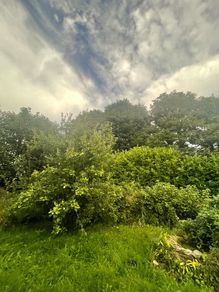 I don't have the equipment or the height?! To deal with the laurel trees, they seem to be expensive in the shops, if someone/people could cut my lawn, you can take whatever you want for the laurels.