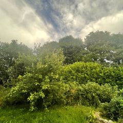 I don't have the equipment or the height?! To deal with the laurel trees, they seem to be expensive in the shops, if someone/people could cut my lawn, you can take whatever you want for the laurels.