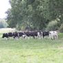 10 Pedigree registered Fr heifer calves Image 2