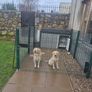 Kingspan double dog house and strong pen. Image 5