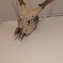 Deer Skull Image 4